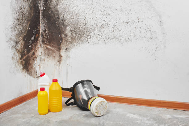 Best Commercial Mold Remediation in Oaklawn Sunview, KS