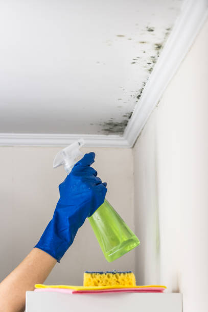 Best White Mold Remediation in Oaklawn Sunview, KS